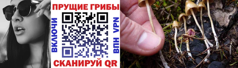 Галлюциногенные грибы Psilocybe Пушкино